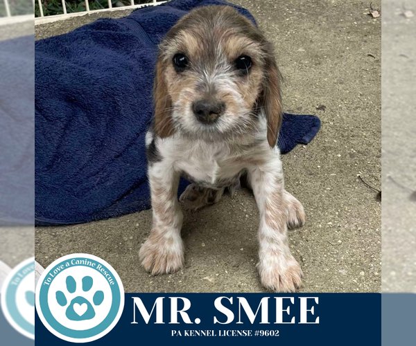 Medium Photo #1 Beagle-Unknown Mix Puppy For Sale in Kimberton, PA, USA
