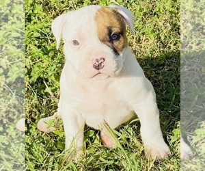 American Bully Puppy for sale in SAN ANTONIO, TX, USA