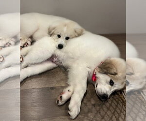 Merida - Female Great Pyrenees Dog for Adoption - Photo #6