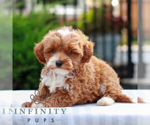 Medium Photo #3 Cavapoo (Miniature) Puppy For Sale in LITITZ, PA, USA