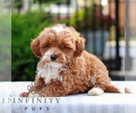 Small #2 Cavapoo (Miniature)