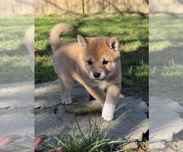 Medium Photo #2 Shiba Inu Puppy For Sale in SNOHOMISH, WA, USA
