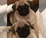 Small Photo #2 Pug Puppy For Sale in MANTECA, CA, USA