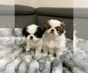 Japanese Chin Puppy for sale in EVERETT, WA, USA