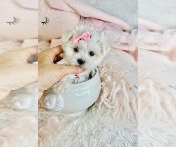 Medium Photo #4 Maltese Puppy For Sale in CORAL GABLES, FL, USA