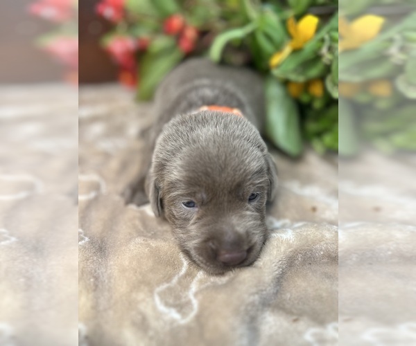 Medium Photo #4 Labrador Retriever Puppy For Sale in NEOLA, WV, USA