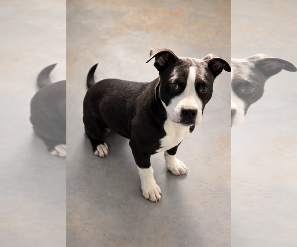 Medium Photo #2 Mutt Puppy For Sale in Sistersville, WV, USA