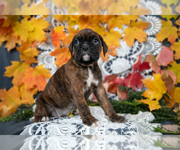 Medium Photo #24 Boxer Puppy For Sale in SHILOH, OH, USA