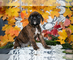 Small Photo #24 Boxer Puppy For Sale in SHILOH, OH, USA