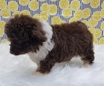 Small Photo #3 Aussiedoodle Miniature  Puppy For Sale in BLAKESBURG, IA, USA