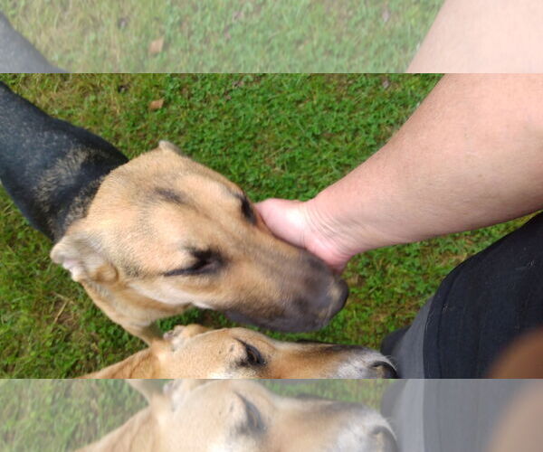 Medium Photo #20 German Shepherd Dog Puppy For Sale in Sebec, ME, USA