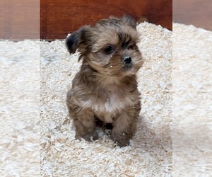Shorkie Tzu Puppy for sale in EASTON, MA, USA