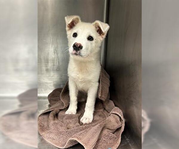 Medium Photo #1 Labrador Retriever-Unknown Mix Puppy For Sale in Conroe, TX, USA