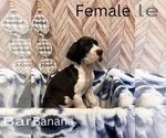 Puppy Banana Great Dane