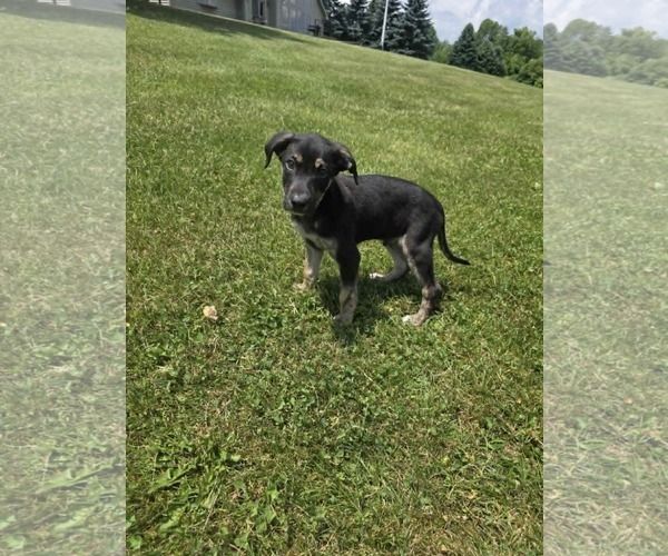 Medium Photo #4 Shepradors Puppy For Sale in SHERBURNE, NY, USA