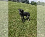 Small #3 Shepradors