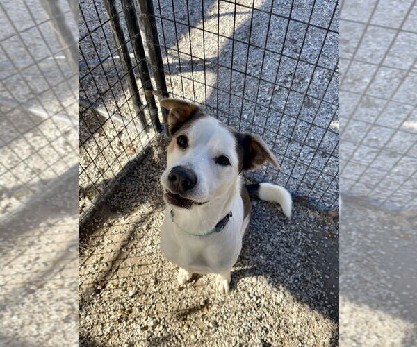 Medium Photo #6 Australian Shepherd-Unknown Mix Puppy For Sale in Bolivar, MO, USA