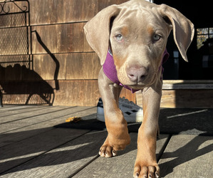 Doberman Pinscher Puppy for sale in BRISTOL, CT, USA