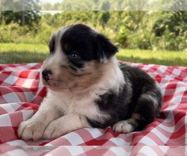Medium Photo #8 Australian Shepherd Puppy For Sale in JEROMESVILLE, OH, USA