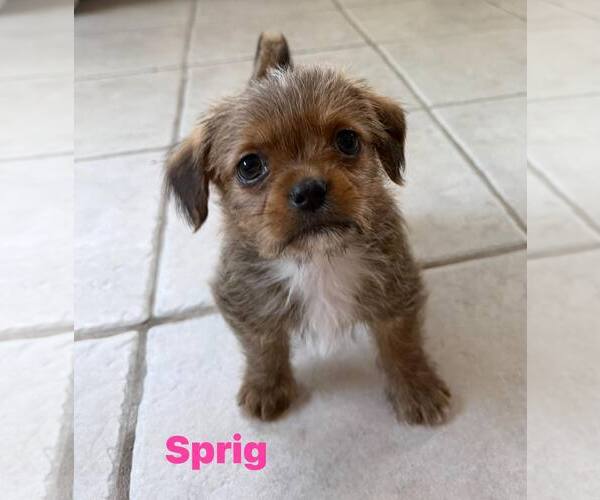 Medium Photo #4 Shih Tzu Puppy For Sale in Cave Creek, AZ, USA