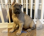 Puppy Atlas Cane Corso