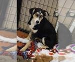 Small #2 Australian Shepherd-Coonhound Mix