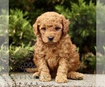 Small #3 Goldendoodle (Miniature)