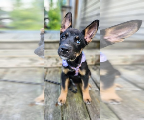 Medium Photo #1 Gerberian Shepsky Puppy For Sale in Oro Medonte, Ontario, Canada