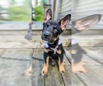 Small Gerberian Shepsky