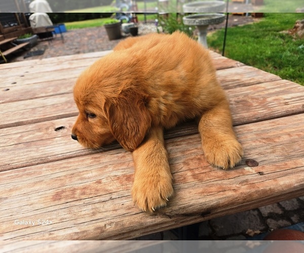 Medium Photo #2 Golden Retriever Puppy For Sale in LEON, KS, USA
