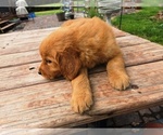 Small #1 Golden Retriever