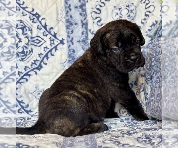 Medium Photo #5 Cane Corso Puppy For Sale in NEWTON, NJ, USA