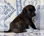 Small #4 Cane Corso