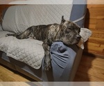 Small Photo #1 Cane Corso Puppy For Sale in PECATONICA, IL, USA