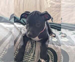 American Pit Bull Terrier-American Staffordshire Terrier Mix Dogs for adoption in Frankenmuth, MI, USA