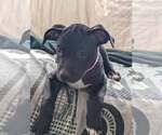 Runts 14/21 - Female American Pit Bull Terrier-American Staffordshire Terrier Mix Dog for Adoption - Small photo