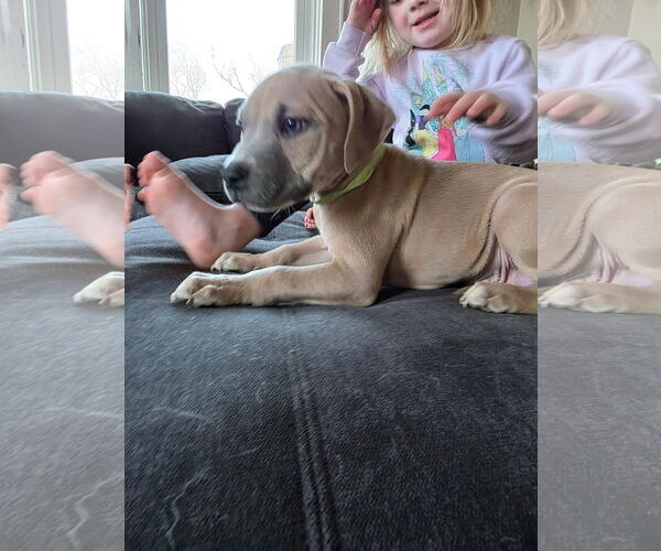 Medium Photo #4 Mutt Puppy For Sale in New London, WI, USA