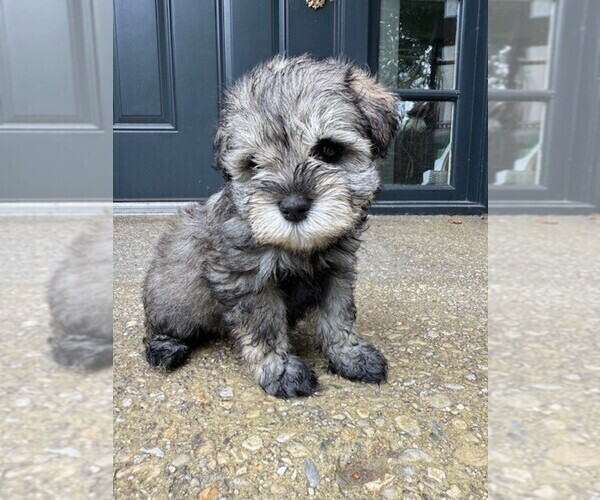 Medium Photo #1 Schnauzer (Miniature) Puppy For Sale in COLUMBUS, IN, USA