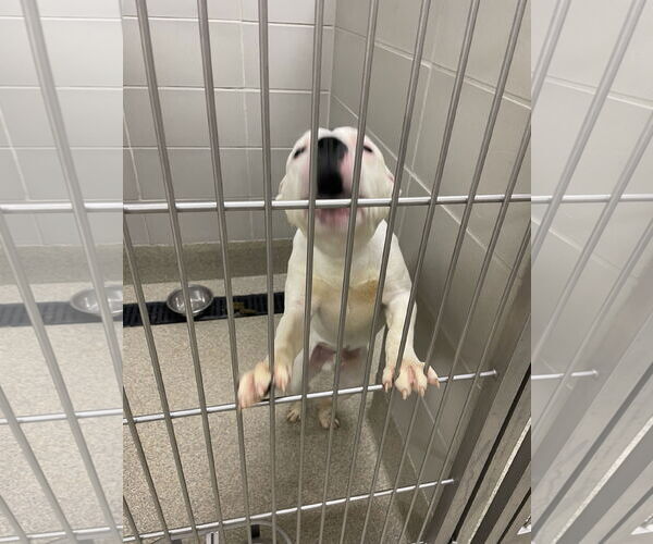 Medium Photo #6 American Pit Bull Terrier-Unknown Mix Puppy For Sale in Virginia Beach, VA, USA