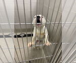 Small #5 American Pit Bull Terrier Mix