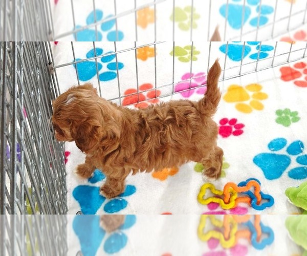 Medium Photo #9 Cavapoo (Miniature)-Poodle (Toy) Mix Puppy For Sale in ORO VALLEY, AZ, USA
