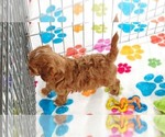 Small #8 Cavapoo (Miniature)-Poodle (Toy) Mix