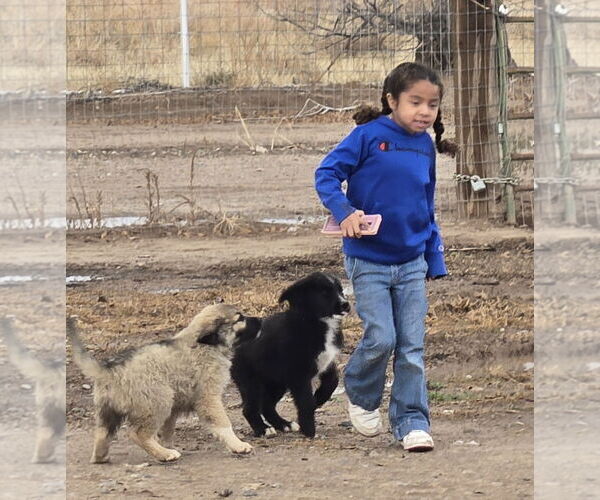 Medium Photo #2 GIANT SCHNAUZER -Great Pyrenees Mix Puppy For Sale in Peralta, NM, USA