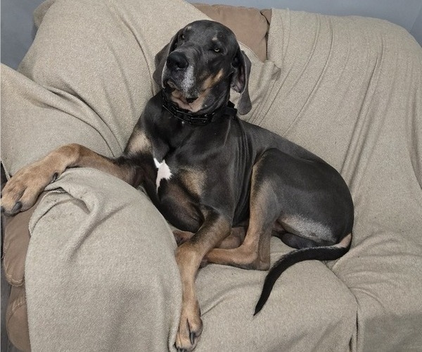 Medium Photo #1 Great Dane Puppy For Sale in HALIFAX, PA, USA