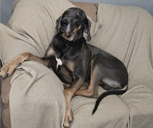 Father of the Great Dane puppies born on 05/11/2026