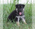 Small Photo #3 German Shepherd Dog-Siberian Husky Mix Puppy For Sale in OTTAWA, KS, USA