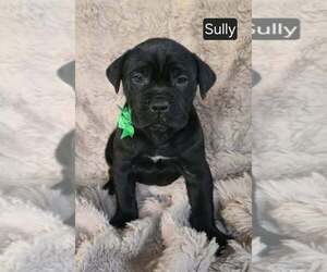 Cane Corso Puppy for sale in MINERAL WELLS, WV, USA