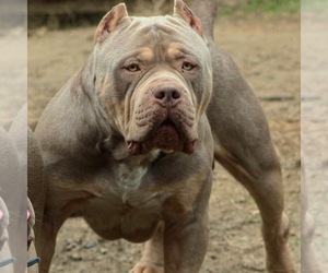 Father of the American Bully puppies born on 05/27/2023