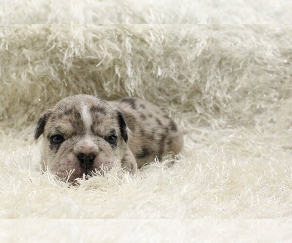 Medium Photo #6 English Bulldog Puppy For Sale in MEDINA, WA, USA