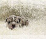 Small Photo #6 English Bulldog Puppy For Sale in MEDINA, WA, USA